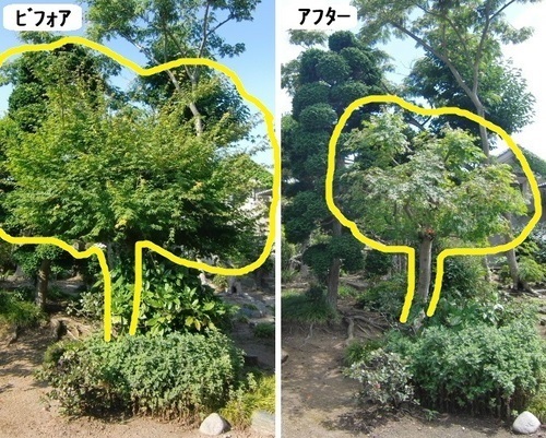 チャボヒバの透かし剪定 飯田市庭熊