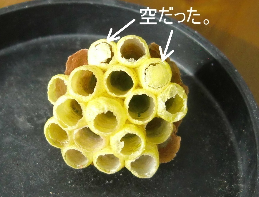 蜂の巣　キボシアシナガバチ キボシアシナガバチの巣やオスの紹介 | 虫の写真と生態なら昆虫写真