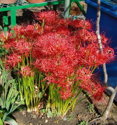 彼岸花の球根は夜に歩き出す。父の「モーリス・ポ！？」: ～ ゆかこの