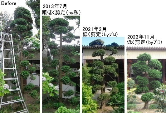 2023年11月 実家庭木の剪定＆伐採 byプロ パート3 ～チャボヒバ4