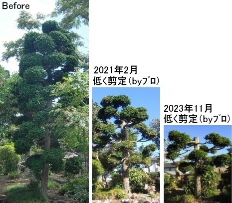 2023年11月 実家庭木の剪定＆伐採 byプロ パート3 ～チャボヒバ4